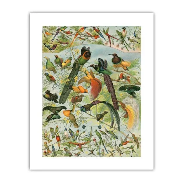 ‘Hummingbirds & Friends’ Archival Reproduction Print
