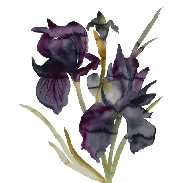 “Iris No. 202” Contemporary Original Botanical Flowers Watercolor Painting by Elizabeth Becker