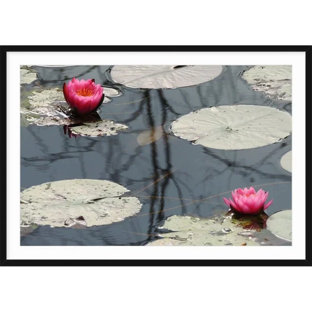 “Lotus Pond” Contemporary Color Photograph by Dorothy Solomon