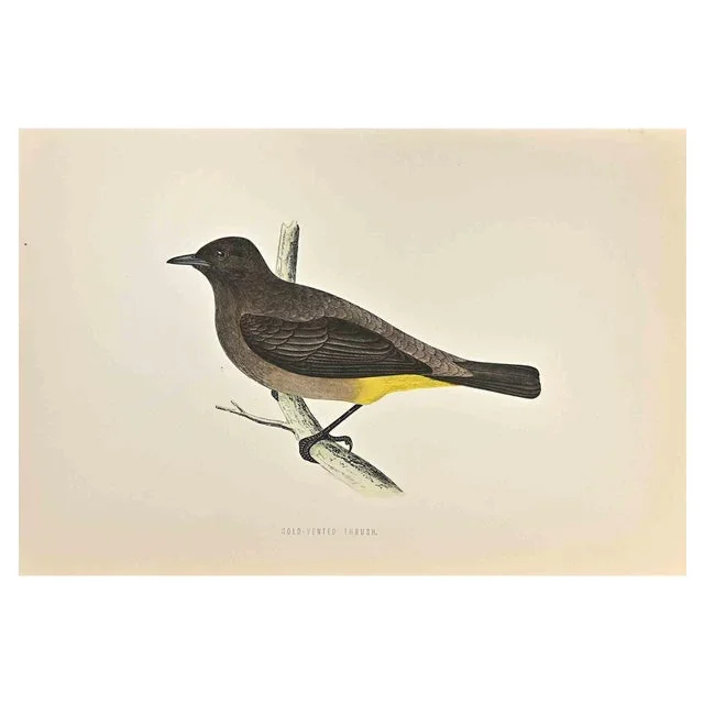 Alexander Francis Lydon, Gold-Vented Thrush, Woodcut Print, 1870