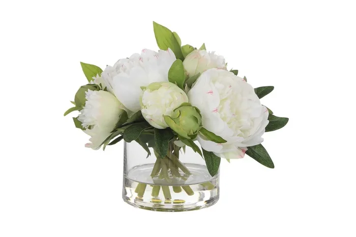 Garden Peony Plant