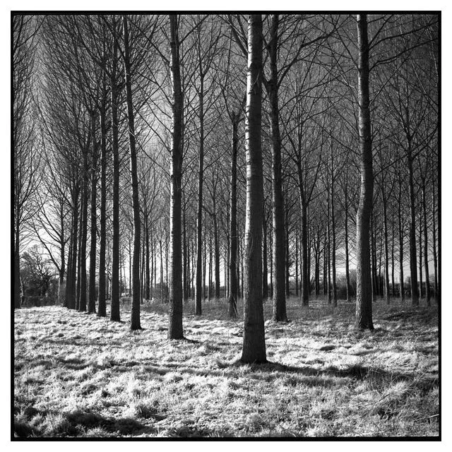 Paul Cooklin, Wickham Skeith VI, 2013, Silver Gelatin Photograph, Edition 3/10