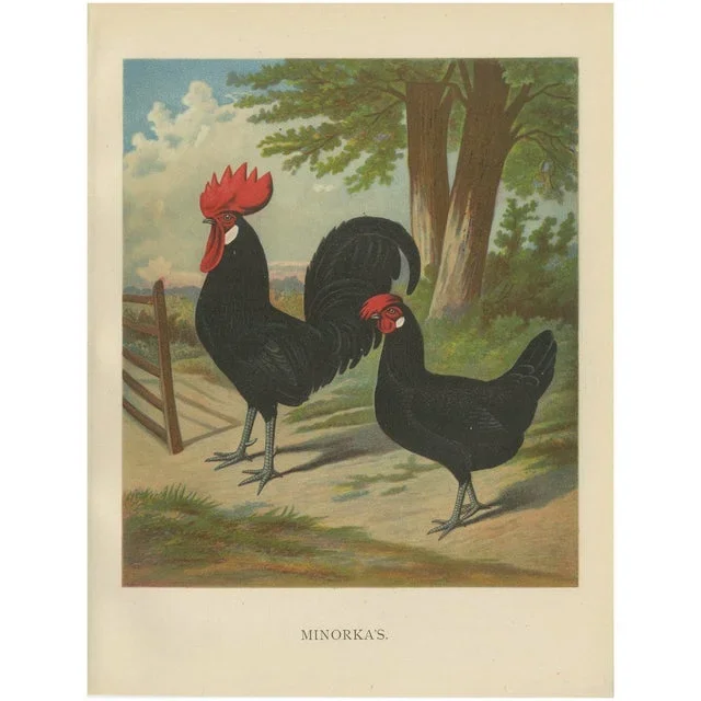 The Minorca, A 19th Century Poultry Lithograph, 1888, Print
