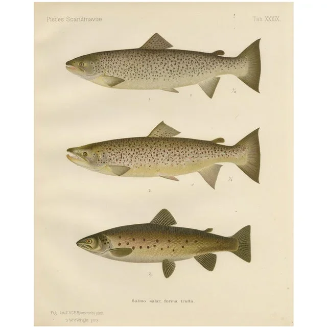 V. C. E. Björncrants, and W. V. Wright, Brown Trouts, 1895, Lithograph on Paper