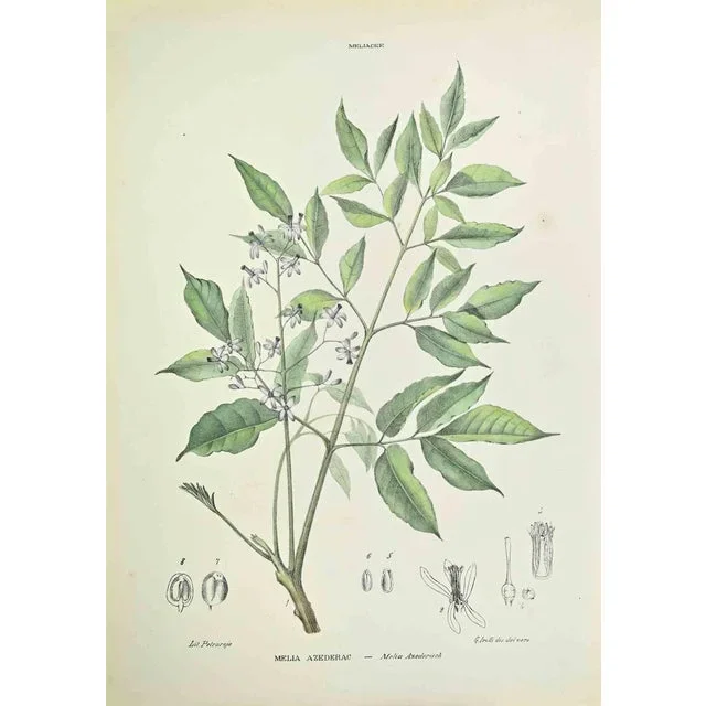 Vincenzo Tenore, Melia Azedarach, Lithograph, 1870s