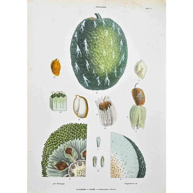 Vincenzo Tenore, The Artocapeae, Lithograph, 1870s