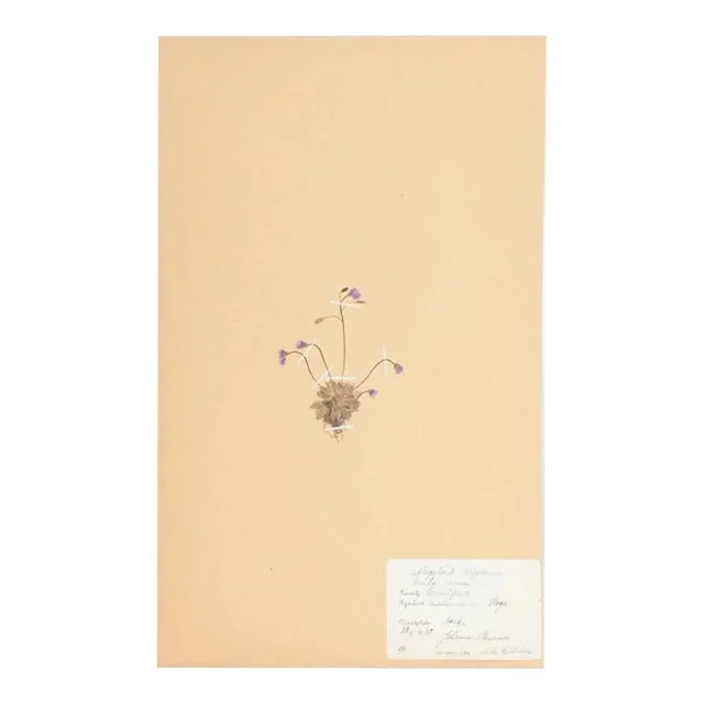 Vintage Swedish Herbarium – Spring Draba, Circa 1938
