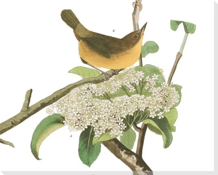 Yellow Breasted Warbler Bird Detail Plate #23 Wrapped Canvas Giclee Art Print Wall Art